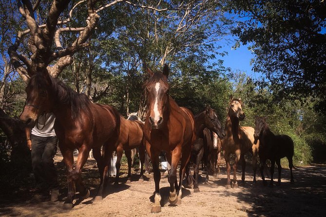 Award-winning Classic Horseback Ride (max. 6 riders) - Picking the 9:30am or 2:00pm slot in Playa del Carmen