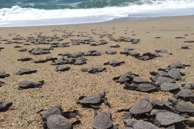 Baby Sea Turtle Releasing Sightseeing Tour with Luis de la Maza - Key Highlights You Will Actually Care About