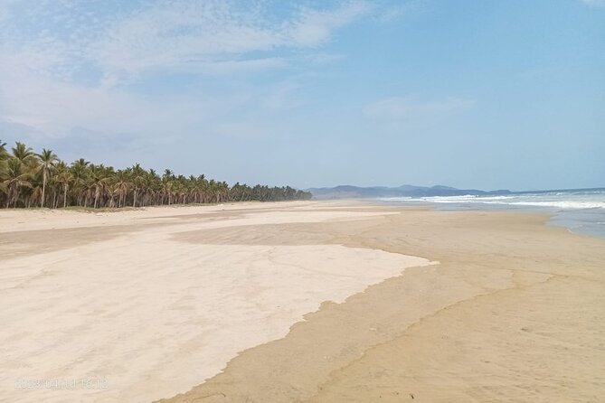 Baby Sea Turtle Releasing Sightseeing Tour with Luis de la Maza - The Wait With the Hatchlings: Why the Timing Feels Strange