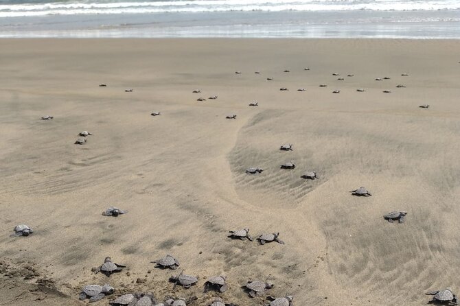 Baby Sea Turtle Releasing Sightseeing Tour with Luis de la Maza - Comfort and Logistics: What to Bring and How to Plan Your Afternoon