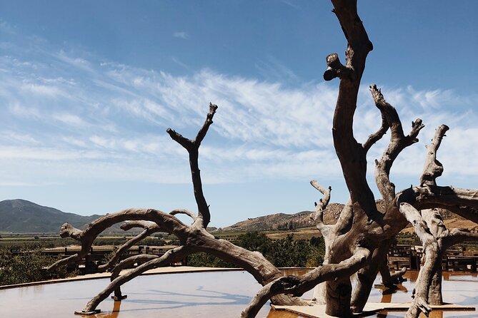 Baja Tour Guide wine tour - Key Highlights Worth Planning Around