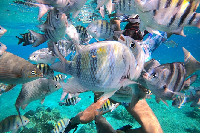 Bavarian Fiesta Snorkel Activity in Glass Bottom Boat at San Miguel de Cozumel - Reef Stop: Coral and Fish Without the Rush