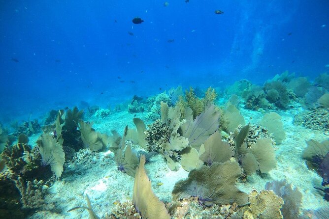 Bavarian Fiesta Snorkel Activity in Glass Bottom Boat at San Miguel de Cozumel - Crew Style and Safety: When the Day Turns Windy