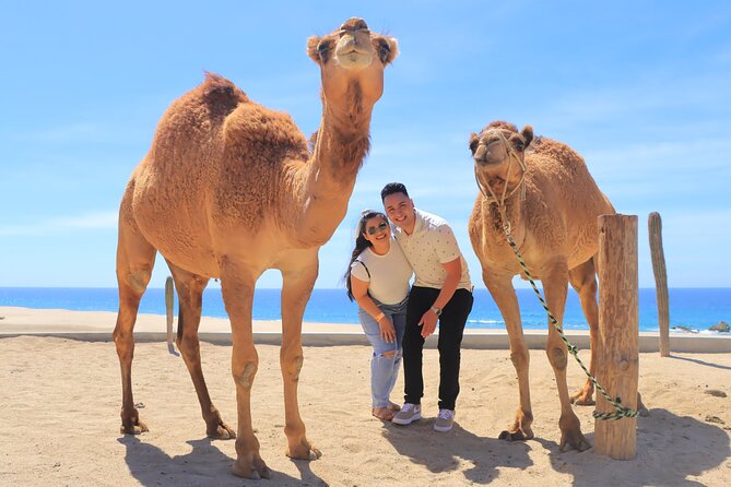 Beach, ATV, and Camel Ride Combo Tour - ATV and camel combo near Migriño, Cabo San Lucas