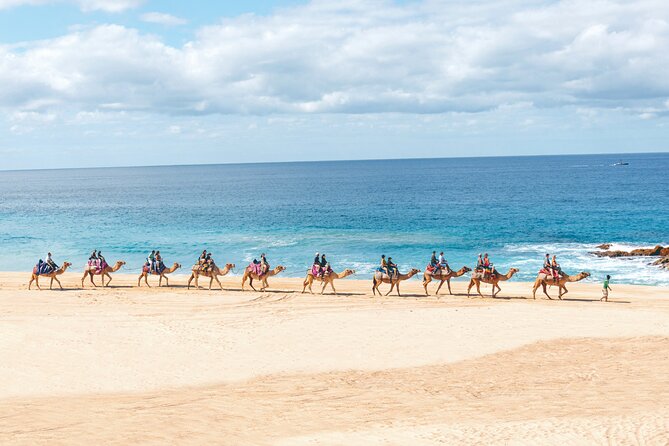 Beach Camel Ride and Encounter in Cabo - Beach Camels With Pacific Views, Not the Desert