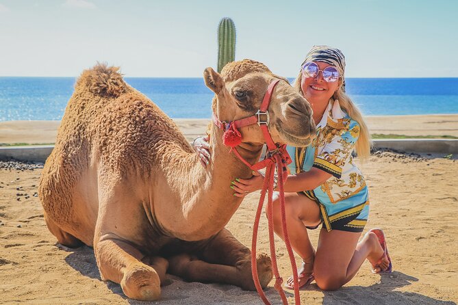 Beach Camel Ride and Encounter in Cabo - The Meal and Tequila Tasting, Included With Your Camel Time