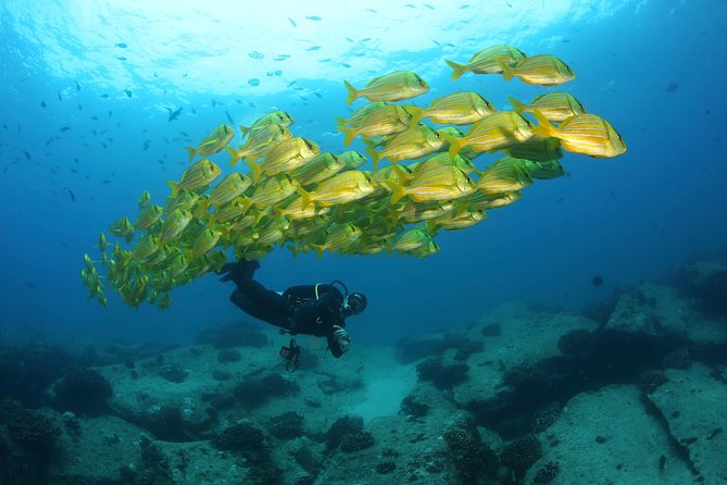Beginner Scuba Diving in Cabo San Lucas - Stop 2: the Arch of Cabo spot and why it’s worth the wait