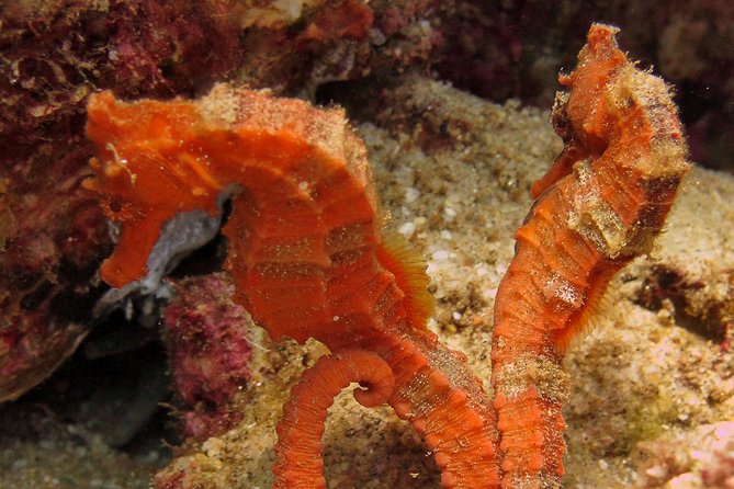 Beginner Scuba Diving in Cabo San Lucas - Price and value: $142, tanks and weights included, extra costs to plan for