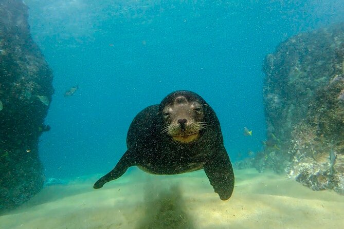 Beginner Scuba Diving in Cabo San Lucas - Gear and safety: medical form, health checks, and controlled procedures