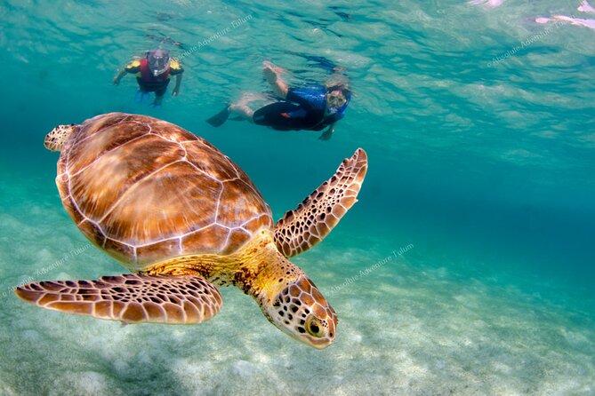 Bestseller! Tulum Private Tour with Turtles and Cenote Snorkeling - Akumal Beach Turtle Snorkeling From the Shore