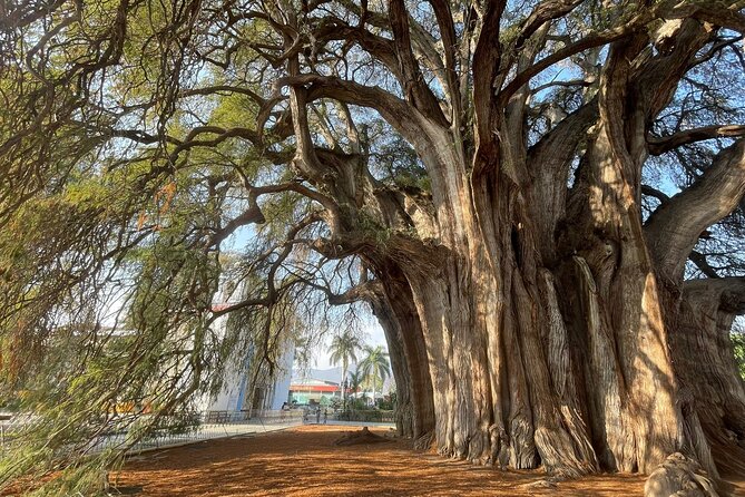 Bike tour to the Tule Tree and the Gastronomic Market - Why this Oaxaca bike tour centers on the Arbol del Tule