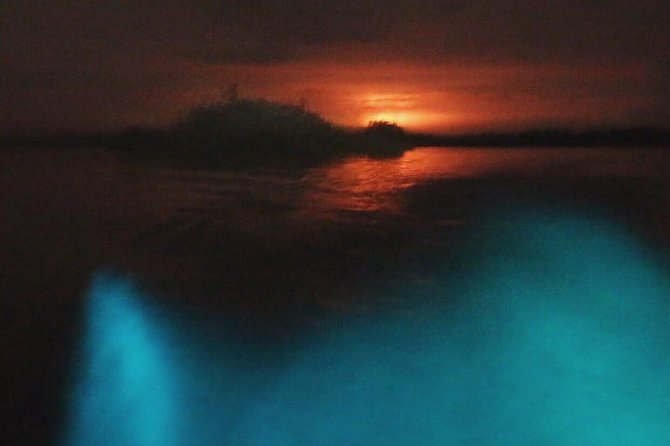 Bioluminescent Night Tour - Key Points I’d Use to Decide