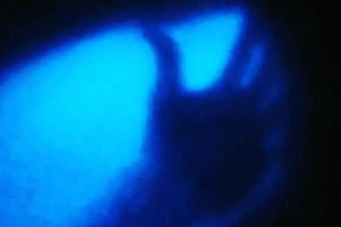 Bioluminescent Night Tour - English, confirmation, and the night-plan gotchas you should watch for