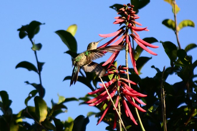 Bird Watching in Sian Ka´an Muyil - Optional upgrade in Sian Kaan: lagoon boat plus lazy river float
