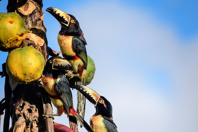 Bird Watching in Sian Ka´an Muyil - The guide factor: why bird calls and behavior beat random scanning