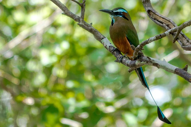 Bird Watching in Sian Ka´an Muyil - Stop 1: the Muyil village bird walk, with culture in the same frame