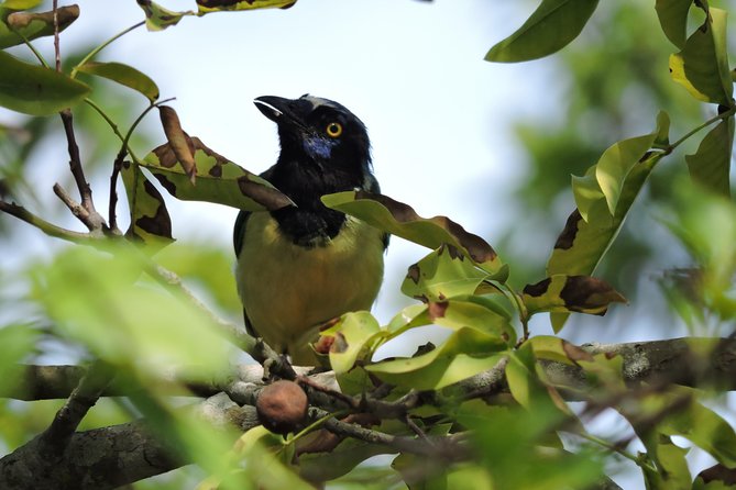 Birdwatching Cancun - Why Ruta de los Cenotes birdwatching is best before the heat
