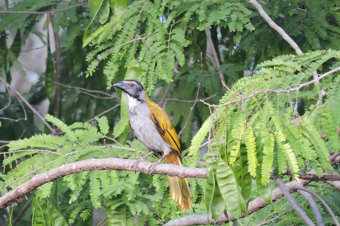 Birdwatching Cancun - Stop 1 at La Ruta de los Cenotes, how the morning usually unfolds