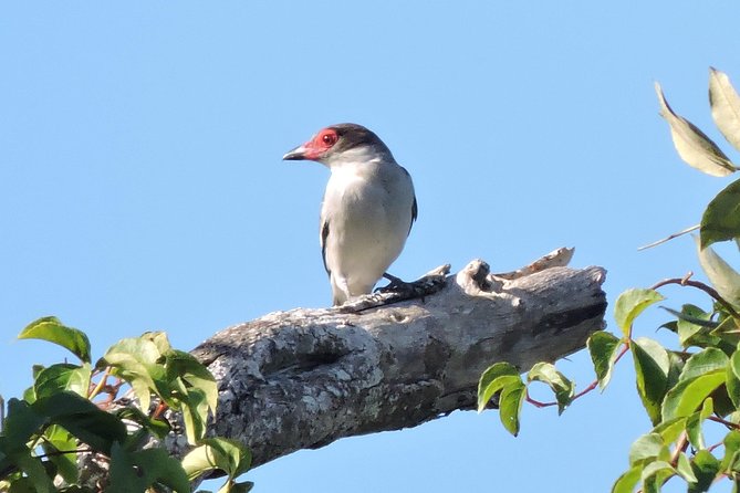Birdwatching Cancun - Carlos and Lugo: why the guide makes or breaks your species count