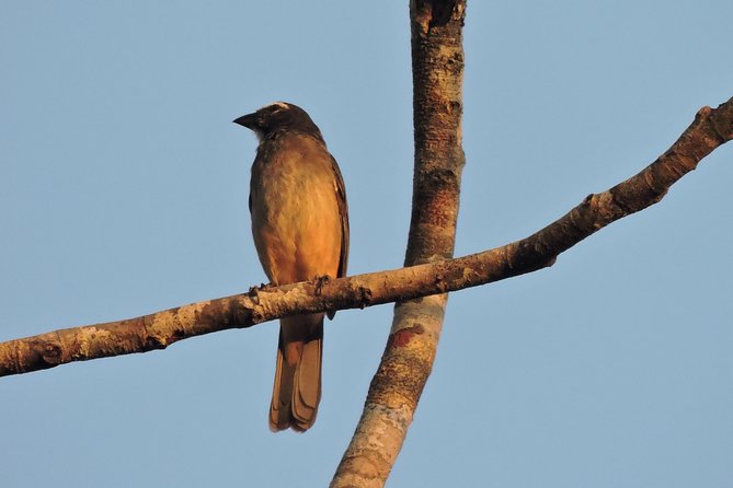 Birdwatching Cancun - Snacks, soda, and the water timing question