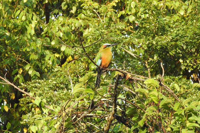 Birdwatching Cancun - What to wear and bring for 4 hours in Cancun jungle air
