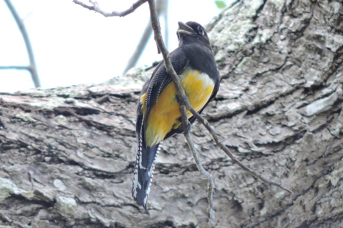 Birdwatching Cancun - Is $165 good value for birding near Cancun?