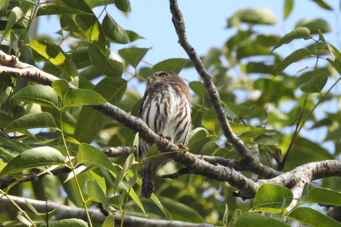 Birdwatching Cancun - Common tradeoffs: shared group days and not-so-pretty stops