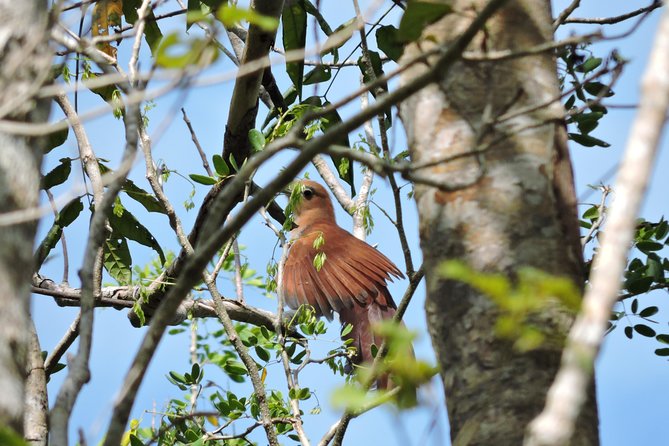 Birdwatching Cancun - Getting there from Cancun and Puerto Morelos, with A/C comfort