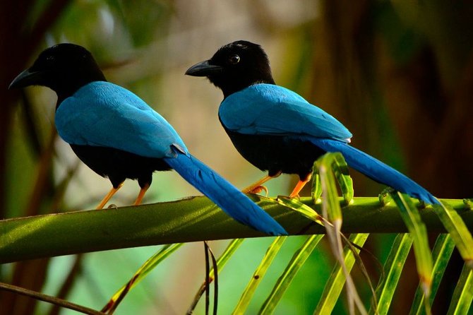 Birdwatching in Coba from Tulum - Shared Group Tour - From Tulum at 6:00 am: the shared-group setup that actually works