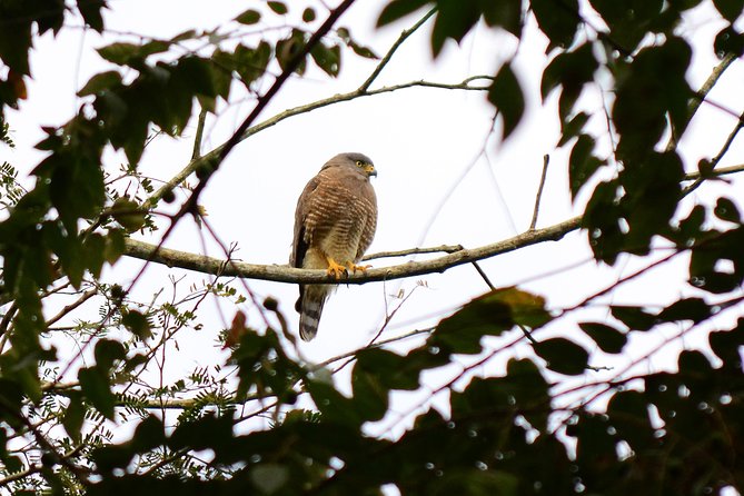 Birdwatching in Coba from Tulum - Shared Group Tour - Coba Archaeological Zone birding: two hours where habitat shifts fast