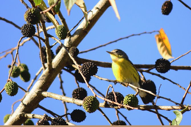 Birdwatching in Coba from Tulum - Shared Group Tour - Coffee, fruits, and how the guides set you up for success
