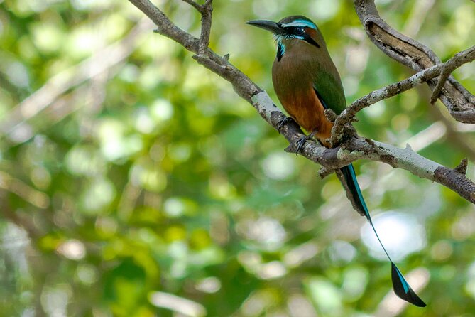Birdwatching in Coba from Tulum - Shared Group Tour - Gear and comfort: binoculars, refill water, and smart clothing