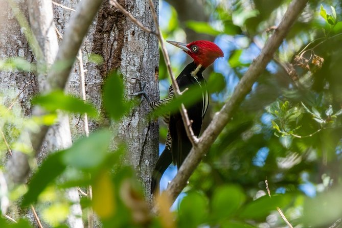 Birdwatching in Coba from Tulum - Shared Group Tour - The Tulum handoff: meeting point, optional transport, and why it matters