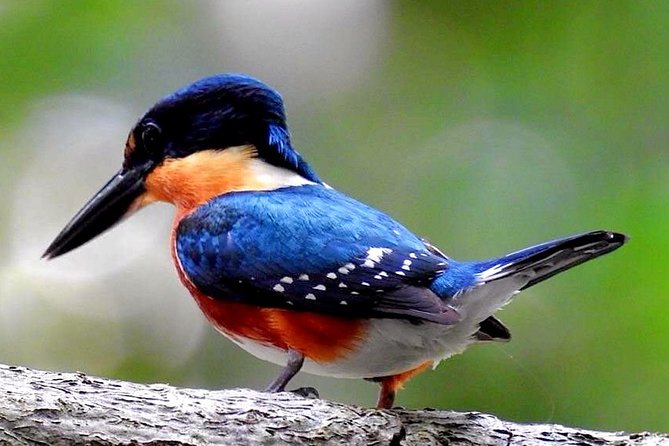 Birdwatching in Sian Ka´an Muyil from Tulum - Shared Group Tour - Stop 1: Muyil village area, coffee, breakfast vibes, and serious species hunting