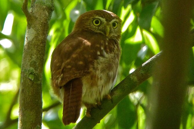 Birdwatching in Sian Ka´an Muyil from Tulum - Shared Group Tour - What to bring for an easier birding morning