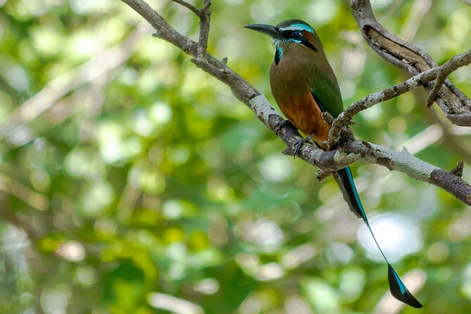 Birdwatching in Sian Ka´an Muyil from Tulum - Shared Group Tour - How this fits your travel style