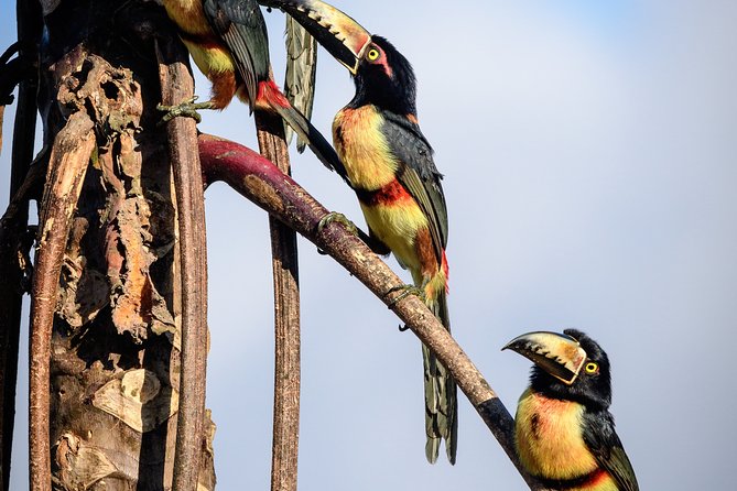 Birdwatching in Sian Ka´an Muyil from Tulum - Shared Group Tour - Stop 2: Muyil ruins and the Sian Kaan gateway feeling