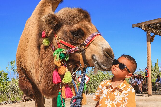 Boat Ride to the Arch and Beach Camel Ride in Cabo San Lucas - Playa Amor de los Amantes Stop: Short, But It Gets You There
