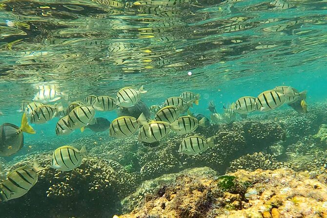 Boat ride to the Arch and Snorkel - Snorkeling at the reef near the Arch: more than just pretty water