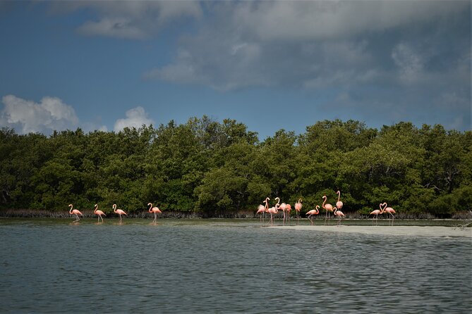 Boat Tour of Three Islands in Holbox with Transportation - What to Pack for the Stops That Include Water