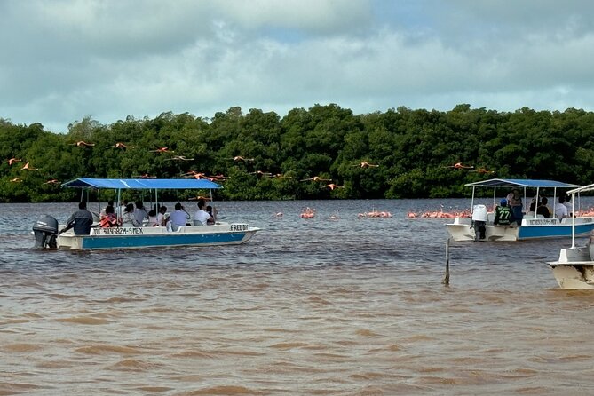 Boat tour through the mangroves of Celestún and Playa from Merida - Stop 2 at the Celestún Biosphere Reserve: boat time in the real mangroves