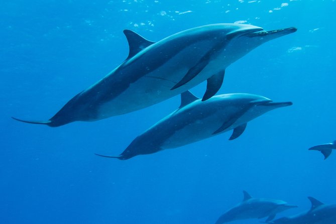 Boat Trip to See Marine Life in Puerto Escondido - Key Highlights You’ll Care About