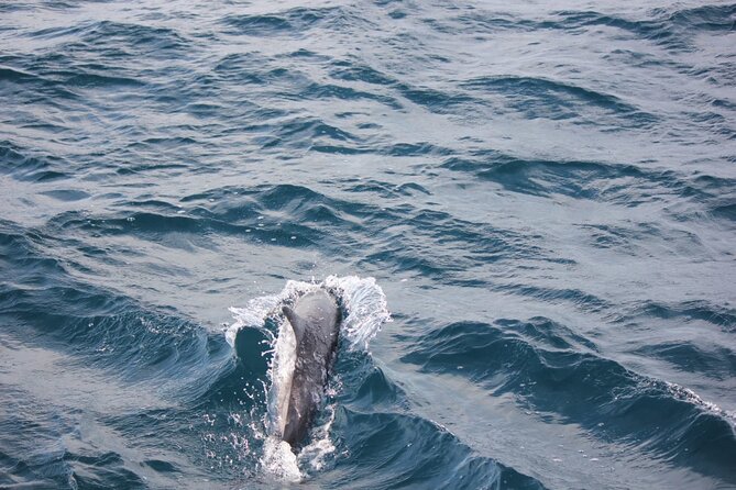 Boat Trip to See Marine Life in Puerto Escondido - Dolphin and Whale Watching Off Oaxaca: The Real Point of the Trip