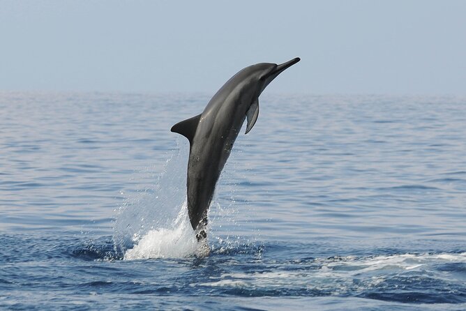 Boat Trip to See Marine Life in Puerto Escondido - Guide and Language: English Support, Plus Real-World Communication Tips