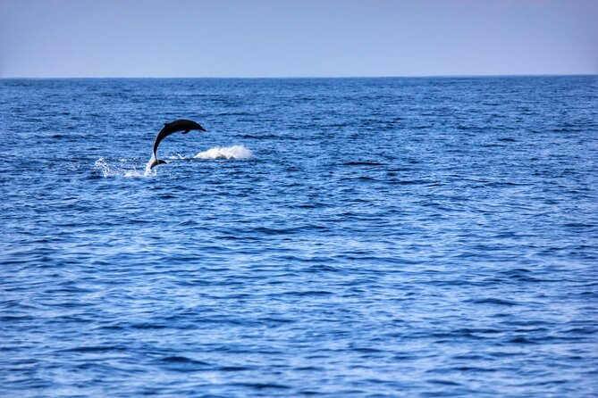 Boat Trip to See Marine Life in Puerto Escondido - What You Might See: Dolphins, Humpback Whales, Turtles, and Rays
