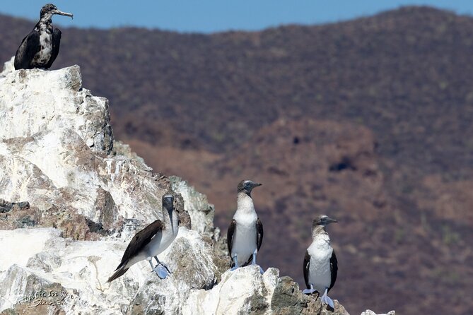 Boating along the coastline of San Carlos with a Marine Biologist - What $80 buys you, and why it’s good value