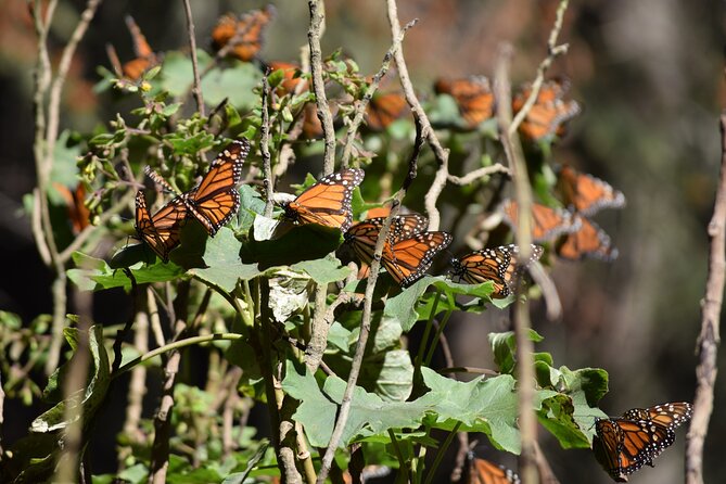 Butterfly Monarch Tour from Mexico City - Key things that make this monarch day trip worth your time