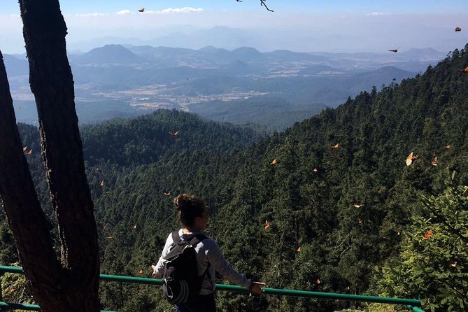 Butterfly Monarch Tour from Mexico City - Sierra Chincua: where monarchs feel close enough to hear