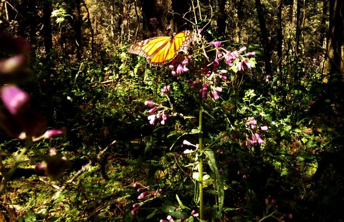 Butterfly Monarch Tour from Mexico City - Who should book this monarch tour, and who should think twice