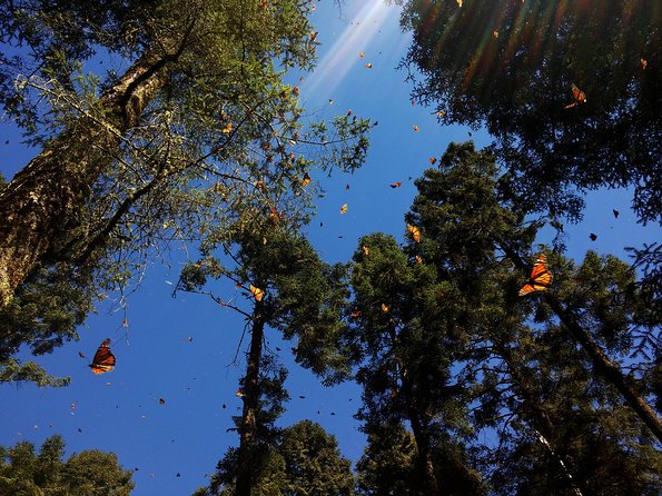 Butterfly Monarch Tour from Mexico City - The hike to high altitude: steep, rocky, and worth planning for